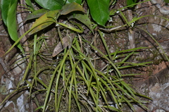 Scaphyglottis behrii