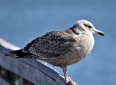 Larus argentatus