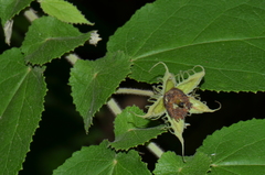 Dicraspidia donnell-smithii image