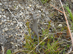 Timon lepidus ibericus