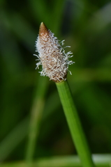 Eleocharis elegans