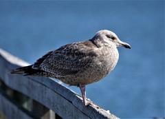 Larus argentatus