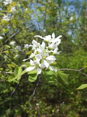 Amelanchier interior