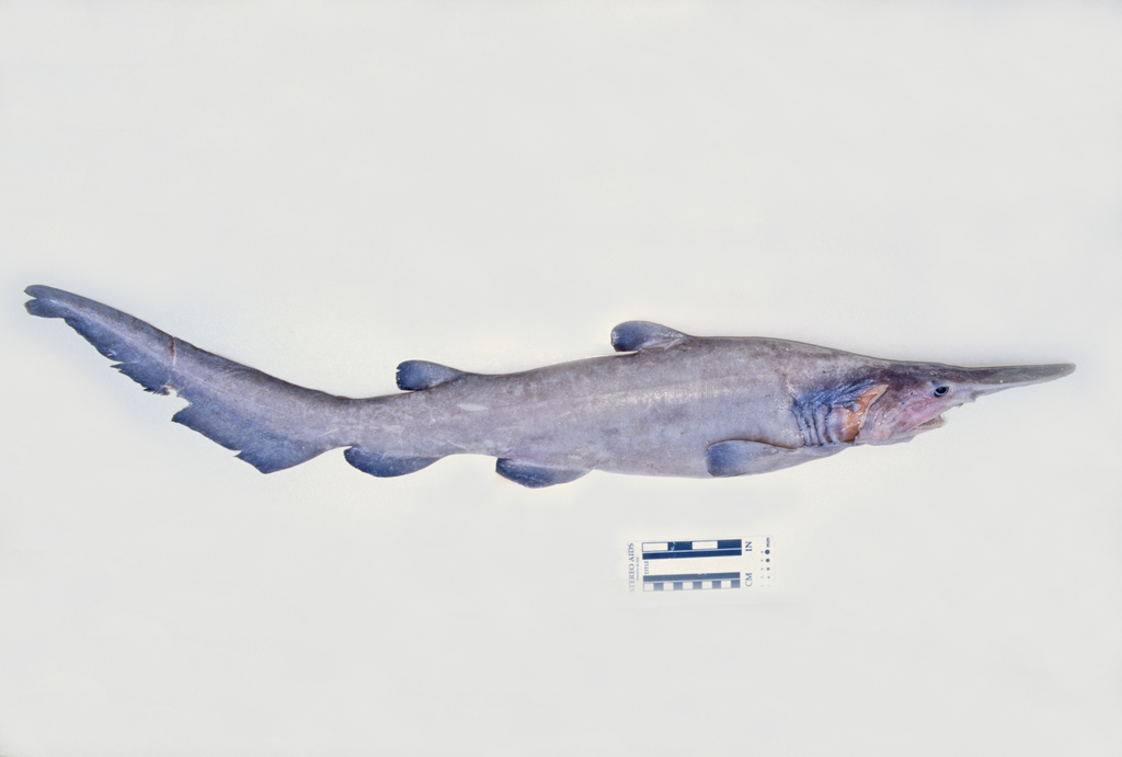 Goblin Shark