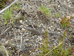 Timon lepidus ibericus