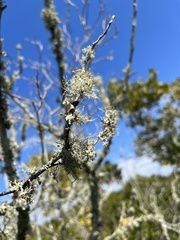 Ramalina stenospora