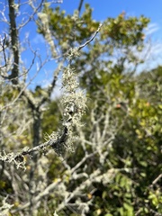 Ramalina stenospora