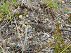 Timon lepidus ibericus