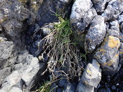Spergularia canadensis