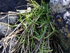 Spergularia canadensis
