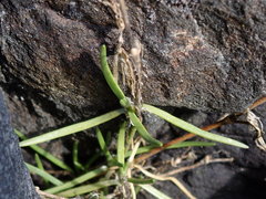 Spergularia canadensis