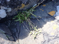 Spergularia canadensis