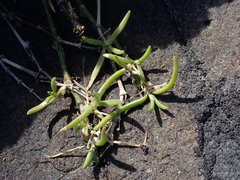 Spergularia canadensis