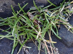 Spergularia canadensis