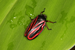 Mahanarva fimbriolata