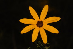 Coreopsis pulchra