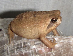 Breviceps