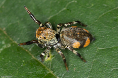Phiale gratiosa