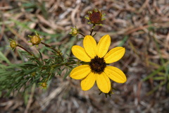 Coreopsis pulchra