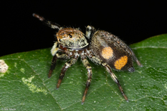 Phiale gratiosa