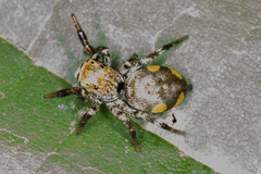 Phiale gratiosa