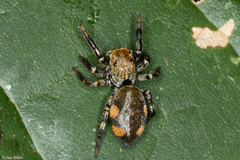 Phiale gratiosa