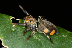Phiale gratiosa