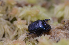 Oxysternon spiniferum