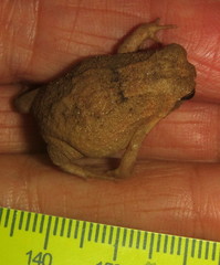 Breviceps