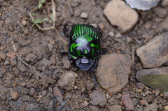 Oxysternon conspicillatum