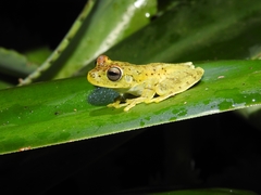 Boana platanera