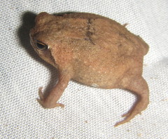 Breviceps