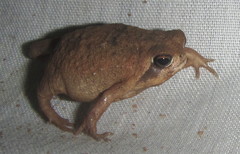 Breviceps