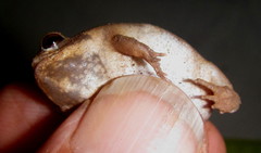 Breviceps