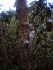 Sceloporus torquatus binocularis