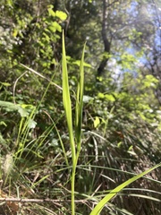 Calochortus albus