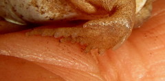 Breviceps
