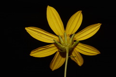 Coreopsis pulchra
