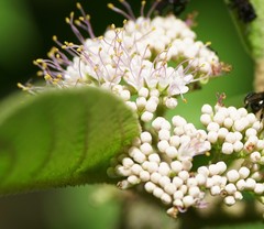 Callicarpa acuminata