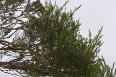 Melaleuca armillaris armillaris
