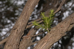 Melaleuca armillaris armillaris