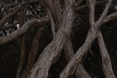 Melaleuca armillaris armillaris