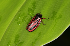 Mahanarva fimbriolata