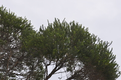 Melaleuca armillaris armillaris