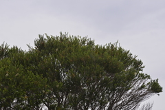 Melaleuca armillaris armillaris