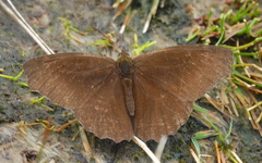 Panyapedaliodes drymaea