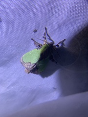 Parasa shirakii
