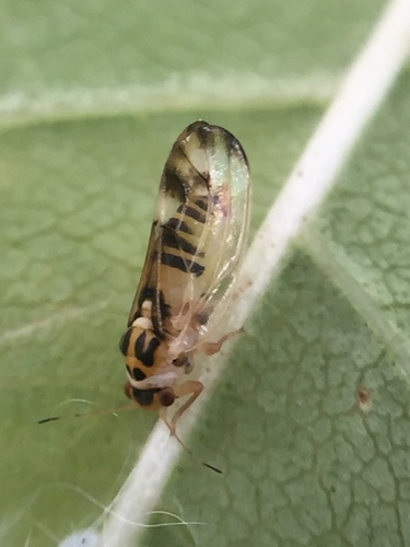 Jumping plant louse
