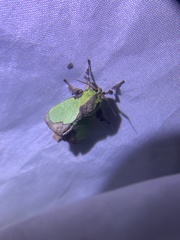 Parasa shirakii