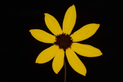 Coreopsis pulchra